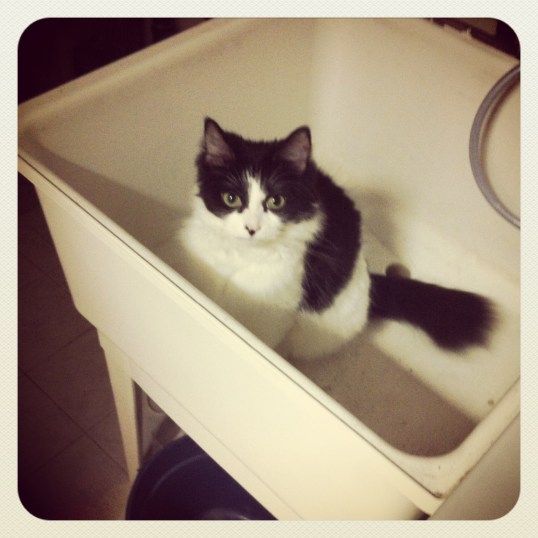 Gonna keep my butt in the sink for the next 2 weeks or so!